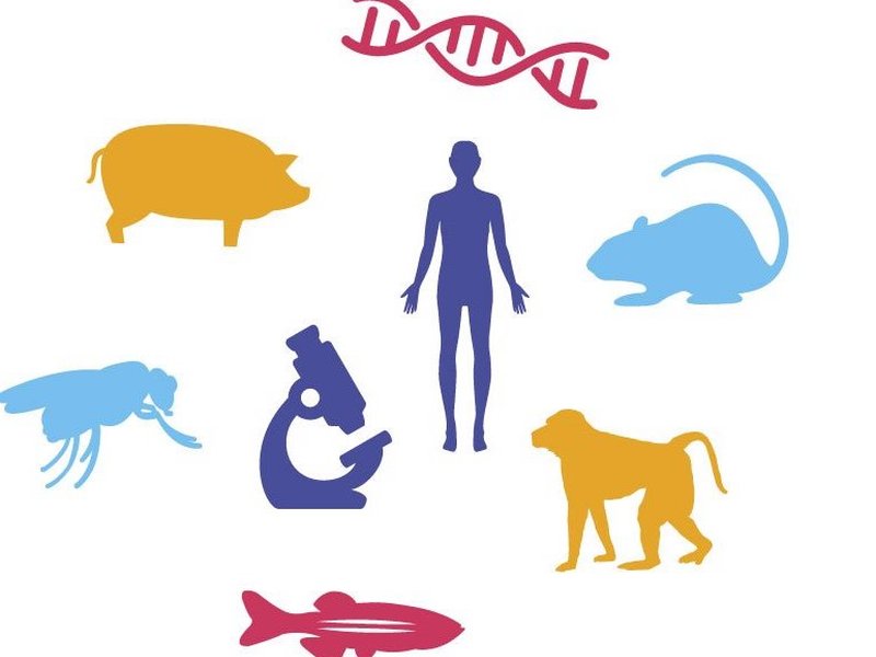 Titelbild für Beitrag: Informationsinitiative „Tierversuche verstehen”